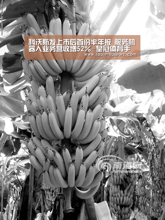 科沃斯发上市后首份半年报 服务机器人业务营收增52%-皇冠体育手机版(图4) 皇冠体育手机版