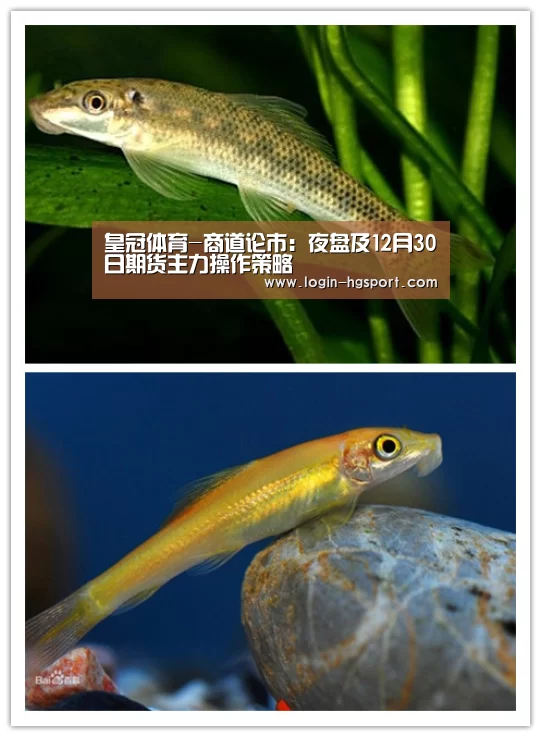 皇冠体育下载